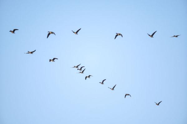 辽宁康平：卧龙湖湿地迎来大批候鸟