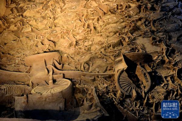 探访河南新郑郑国车马坑遗址博物馆