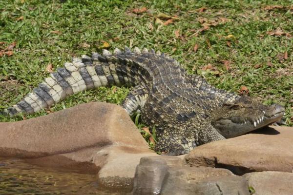 去年惊现香港的鳄鱼,有后续了→ 去年惊现香港的鳄鱼,有后续了→