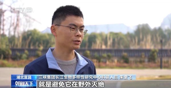 太空种子“丰都车前”首次被种植到野外 太空种子“丰都车前”首次被种植到野外