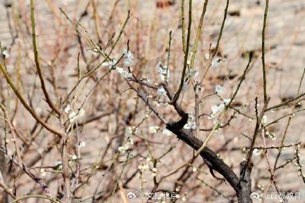周末约起来！明城墙梅花文化节将持续至4月中旬
