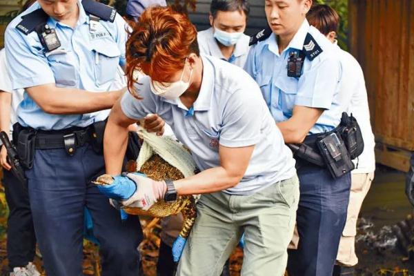去年惊现香港的鳄鱼,有后续了→ 去年惊现香港的鳄鱼,有后续了→