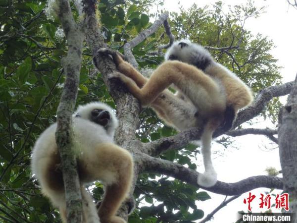 大部分哺乳动物体型雄性比雌性大？国际最新研究称是偏见造成误解