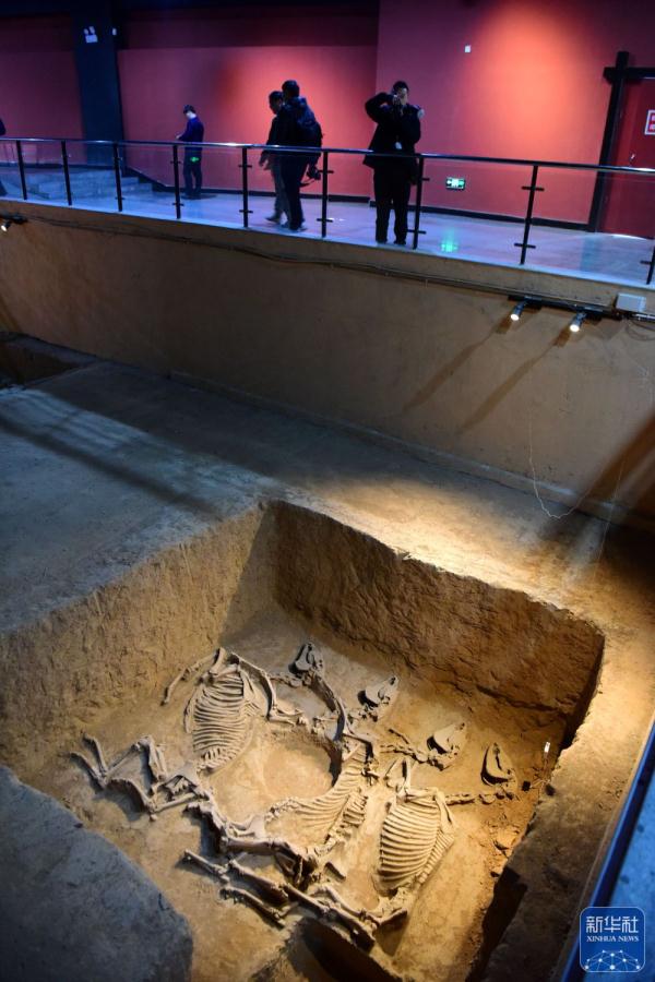 探访河南新郑郑国车马坑遗址博物馆