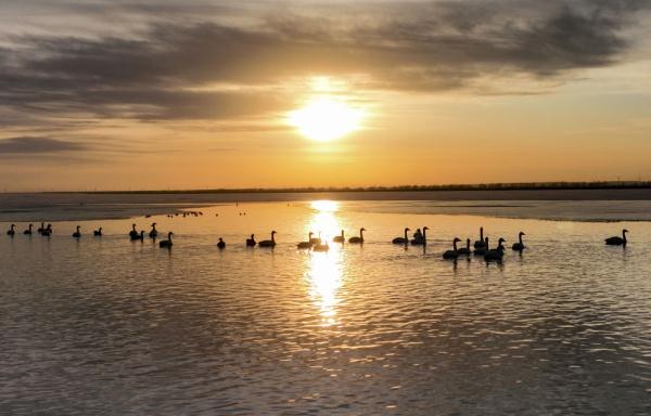 辽宁康平：卧龙湖湿地迎来大批候鸟