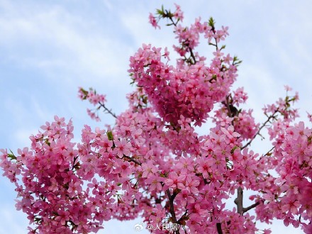 好浪漫！湖北宜昌樱花绽放如梦似幻
