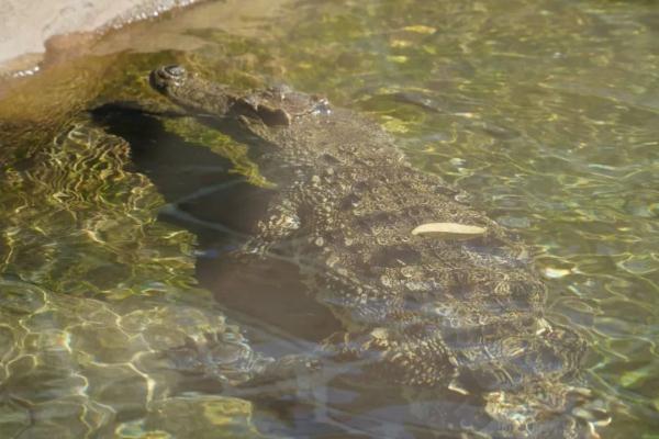去年惊现香港的鳄鱼,有后续了→ 去年惊现香港的鳄鱼,有后续了→