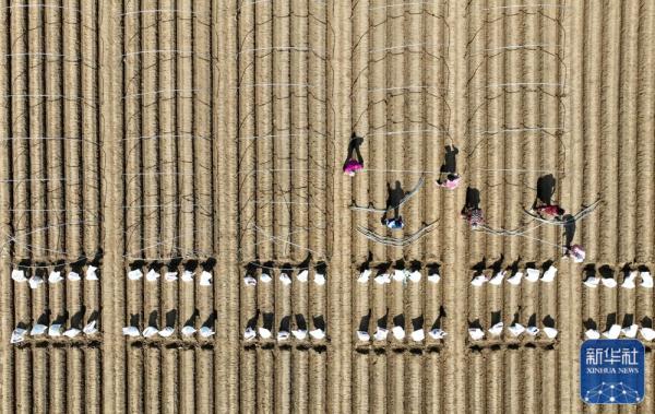 春日农事忙 春日农事忙