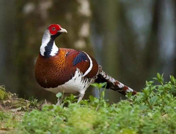 超罕见！杭州一地首次发现