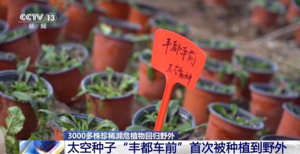 太空种子“丰都车前”首次被种植到野外 太空种子“丰都车前”首次被种植到野外