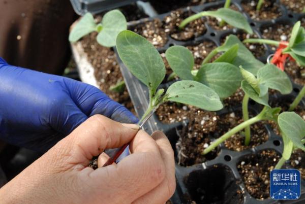 春日农事忙 春日农事忙