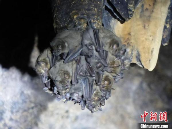 大部分哺乳动物体型雄性比雌性大？国际最新研究称是偏见造成误解