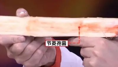 紧急提醒：清明前后，这种水果千万别乱吃！