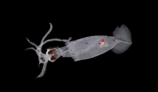 100种新海洋物种“惊现”新西兰 100种新海洋物种“惊现”新西兰