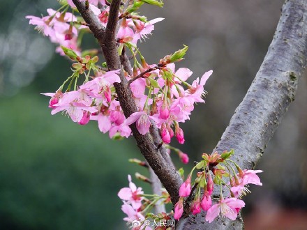好浪漫！湖北宜昌樱花绽放如梦似幻