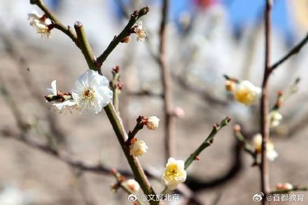 周末约起来！明城墙梅花文化节将持续至4月中旬