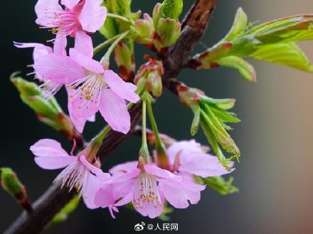 好浪漫！湖北宜昌樱花绽放如梦似幻