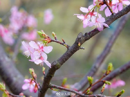 好浪漫！湖北宜昌樱花绽放如梦似幻