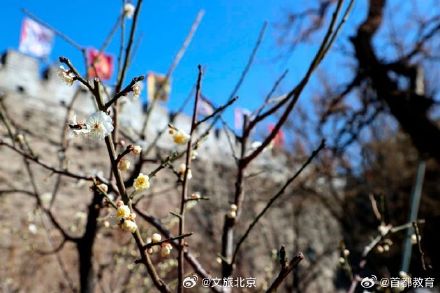 周末约起来！明城墙梅花文化节将持续至4月中旬