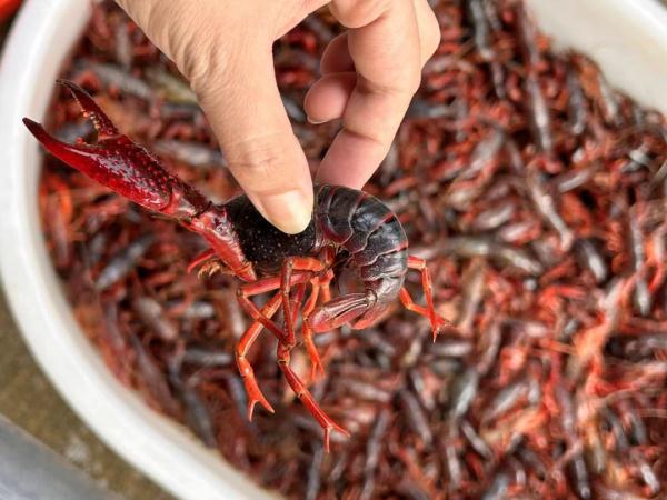 价格大降！小龙虾上市！