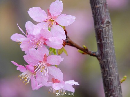 好浪漫！湖北宜昌樱花绽放如梦似幻