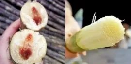 紧急提醒：清明前后，这种水果千万别乱吃！