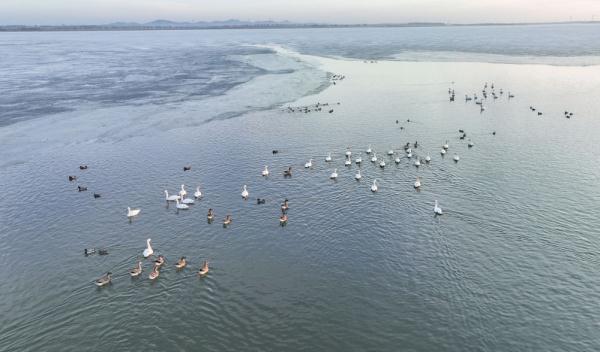 辽宁康平：卧龙湖湿地迎来大批候鸟