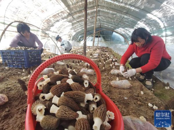 春日农事忙 春日农事忙