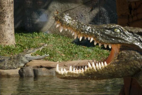 去年惊现香港的鳄鱼,有后续了→ 去年惊现香港的鳄鱼,有后续了→