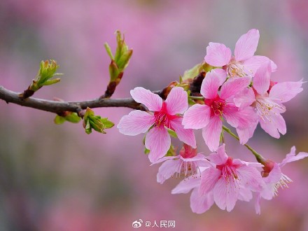 好浪漫！湖北宜昌樱花绽放如梦似幻