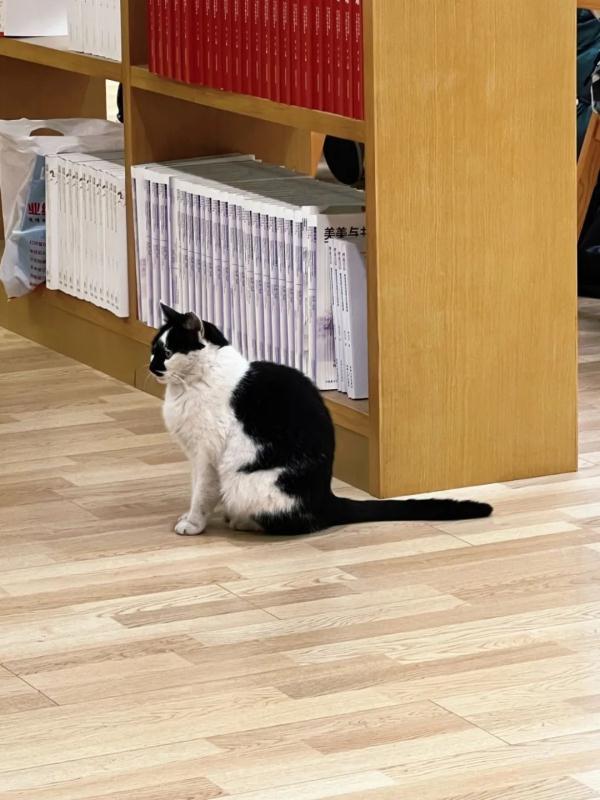 高校图书馆“喵馆长”离世,同学们的告别令人泪目… 高校图书馆“喵馆长”离世,同学们的告别令人泪目…