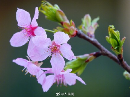 好浪漫！湖北宜昌樱花绽放如梦似幻