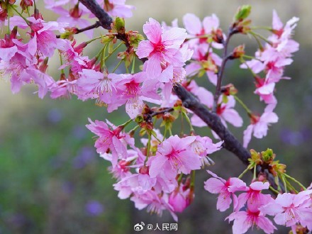 好浪漫！湖北宜昌樱花绽放如梦似幻