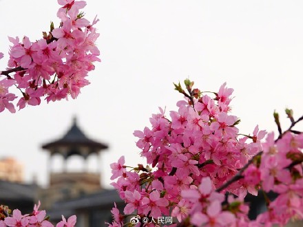 好浪漫！湖北宜昌樱花绽放如梦似幻