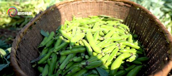 胜过吃肉！豆米焖饭、木棉花傣味酸汤……一口一个“春天”，你“吃春”了吗？