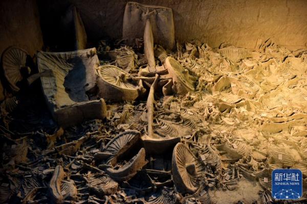 探访河南新郑郑国车马坑遗址博物馆