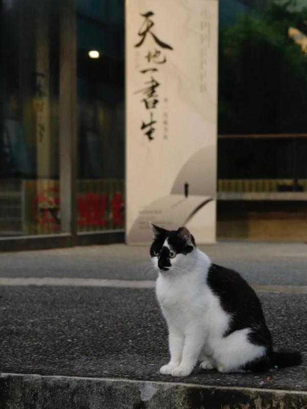 高校图书馆“喵馆长”离世,同学们的告别令人泪目… 高校图书馆“喵馆长”离世,同学们的告别令人泪目…