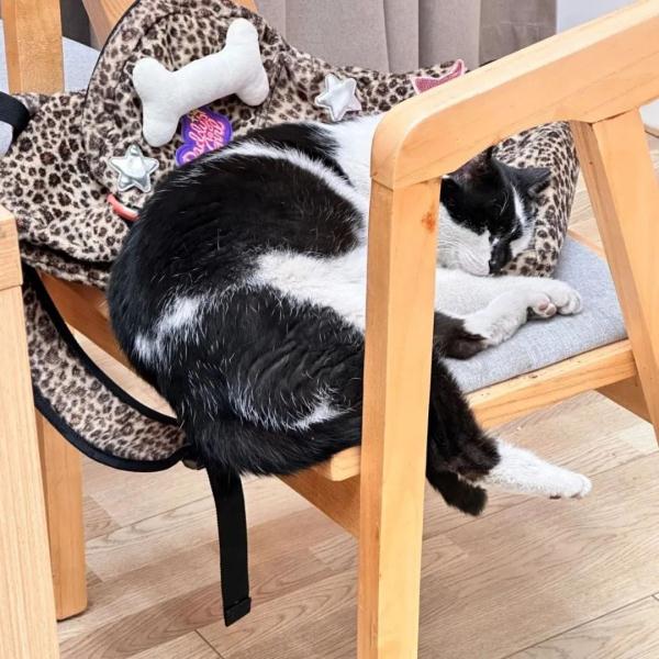 高校图书馆“喵馆长”离世,同学们的告别令人泪目… 高校图书馆“喵馆长”离世,同学们的告别令人泪目…