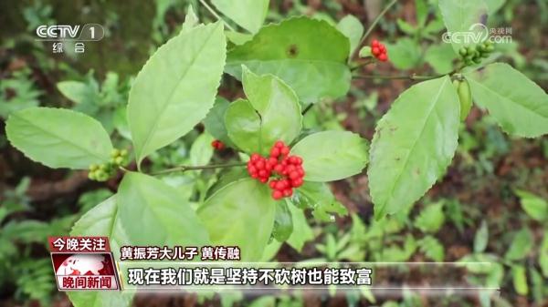 福建宁德：一家三代四十载 “植”出绿色奇迹