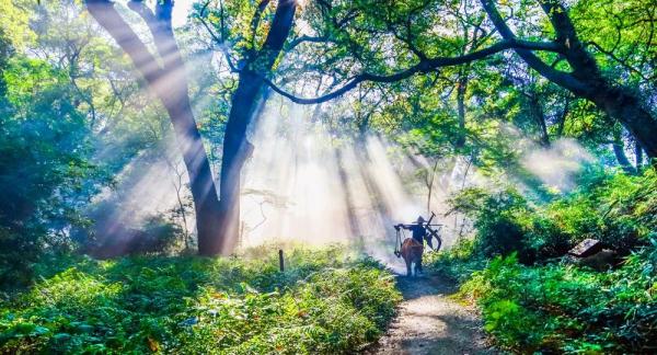 江西这些春日秘境，超适合踏青吸氧！