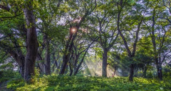 江西这些春日秘境，超适合踏青吸氧！