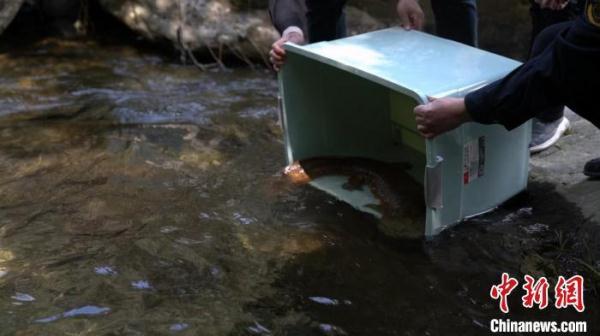 国家二级保护动物！江西庐山救助近1米长野生“娃娃鱼”