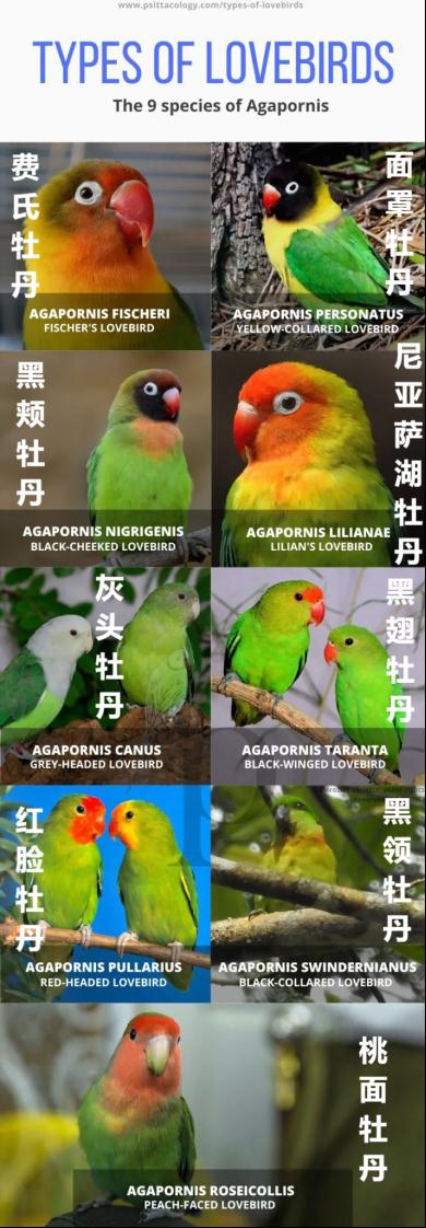 太可爱鸟！鹦鹉撕纸试图插上“羽毛”变孔雀？