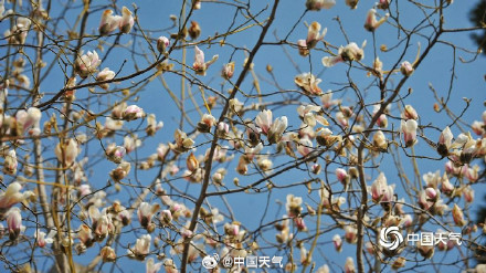 被玉兰花的中式美学惊艳到了