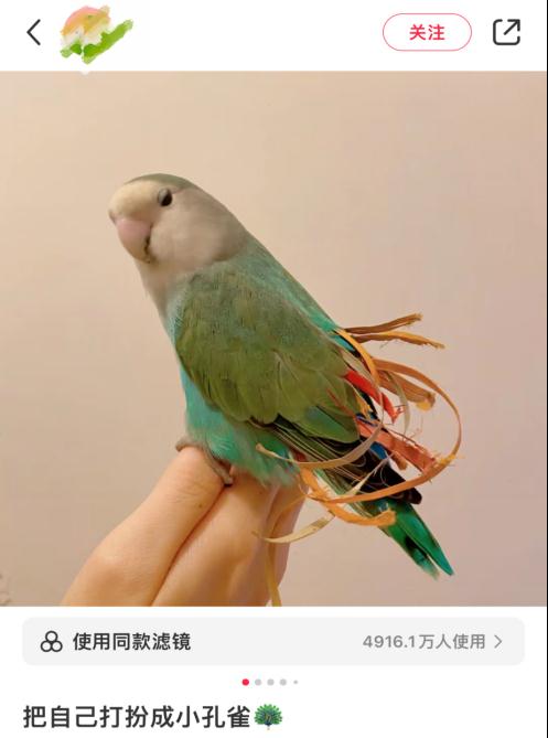 太可爱鸟！鹦鹉撕纸试图插上“羽毛”变孔雀？