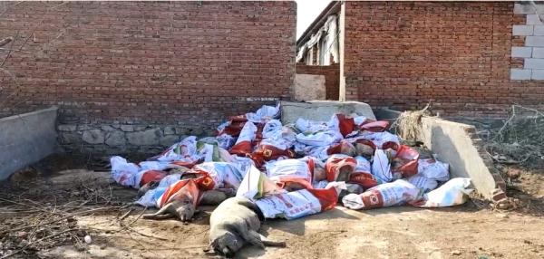 每日上千斤无检疫猪肉流向市场!记者暗访私屠滥宰作坊→ 每日上千斤无检疫猪肉流向市场!记者暗访私屠滥宰作坊→