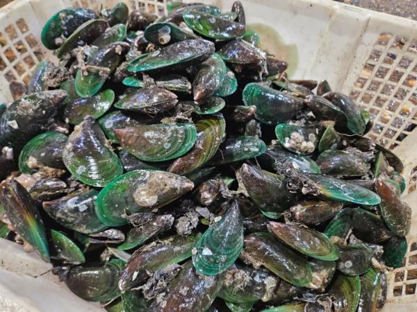 应季又鲜美！南宁“开春海鲜”大量上市