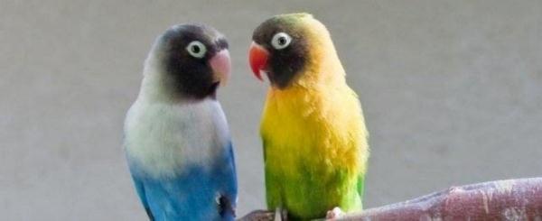 太可爱鸟！鹦鹉撕纸试图插上“羽毛”变孔雀？