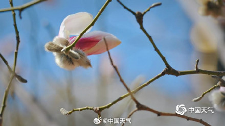 被玉兰花的中式美学惊艳到了