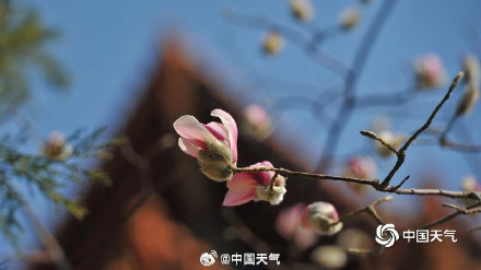 被玉兰花的中式美学惊艳到了